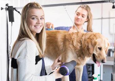 Posgrado Peluqueria Canina Profesional