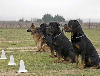 Adiestramiento Canino Profesional y Educacion